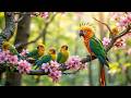 Gentle Bird Sounds &amp; Piano 🌿 Natural Garden Atmosphere 🍃 Focus Better &amp; Deep Relaxation