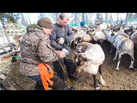 Один день из