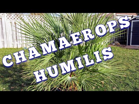 Video: Hamerops - Palmboom Met Waaierblare