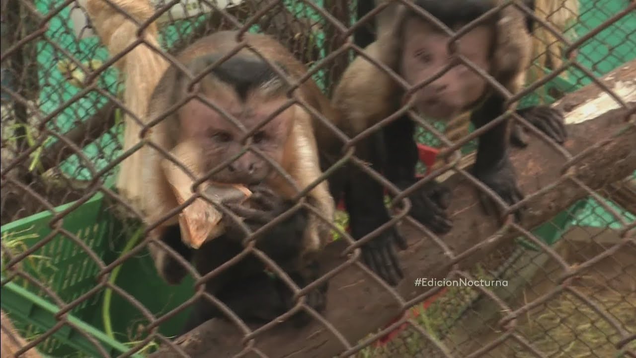 Termina la aventura de un mono ladrón en Colombia -- Noticiero Univisión 