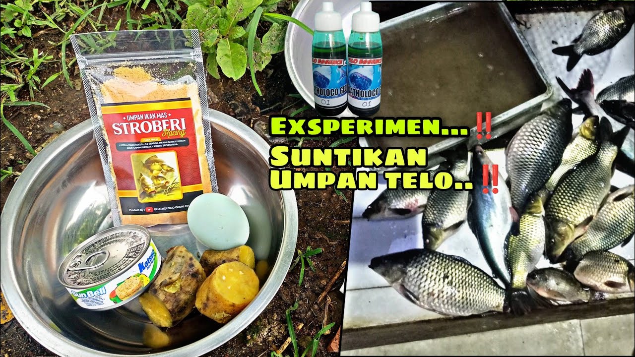 TESTER ESEN 01 UNTUK SUNTIKAN UMPAN TELO‼️LOMBA IKAN TOMBRO DI KP BLATER‼️
