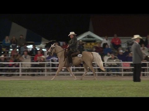 Missouri Fox Trotter Open 4 Years Old WGC Ava 2014