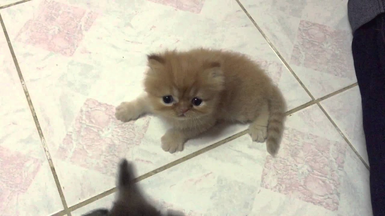 one month old persian kitten