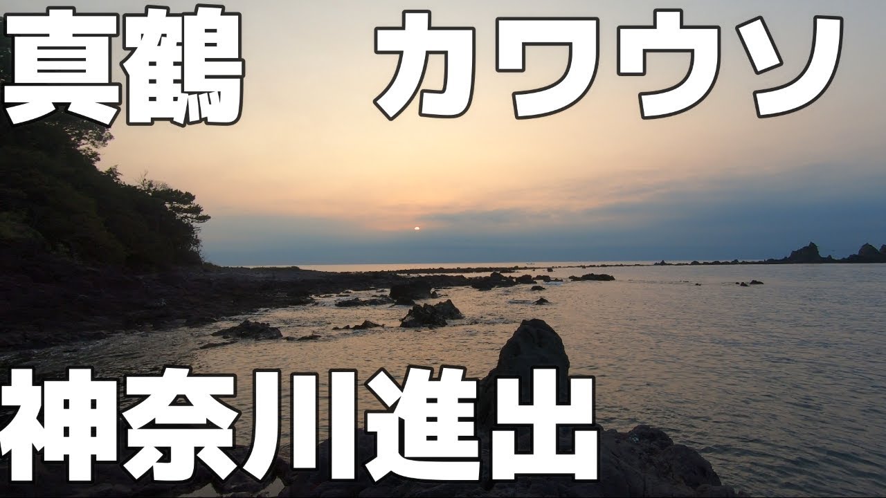 真鶴カワウソ 神奈川進出 超有名磯の釣果は ２０１９年８月下旬 Youtube