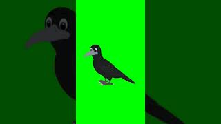 Crow/ crow video/crows flying/green screen birds flying/Birds Green screen/Crows Green Screen/ Crows