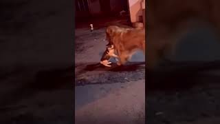 Golden retriever saved his cat friend@mohitchaudhari1480