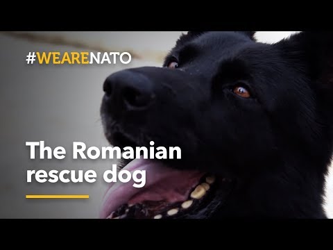 Videó: A romániai mentőcsapat gyakran hibás a kenguru számára - és ő is szereti!