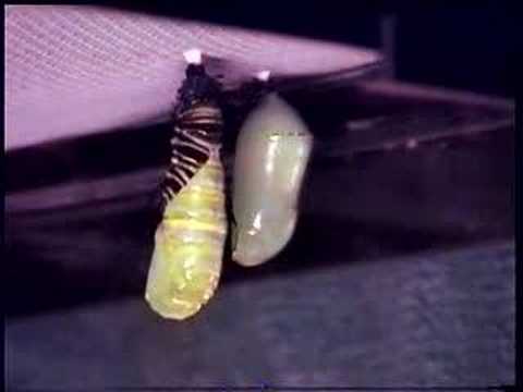 Monarch Caterpillar to Chrysalis Timelapse