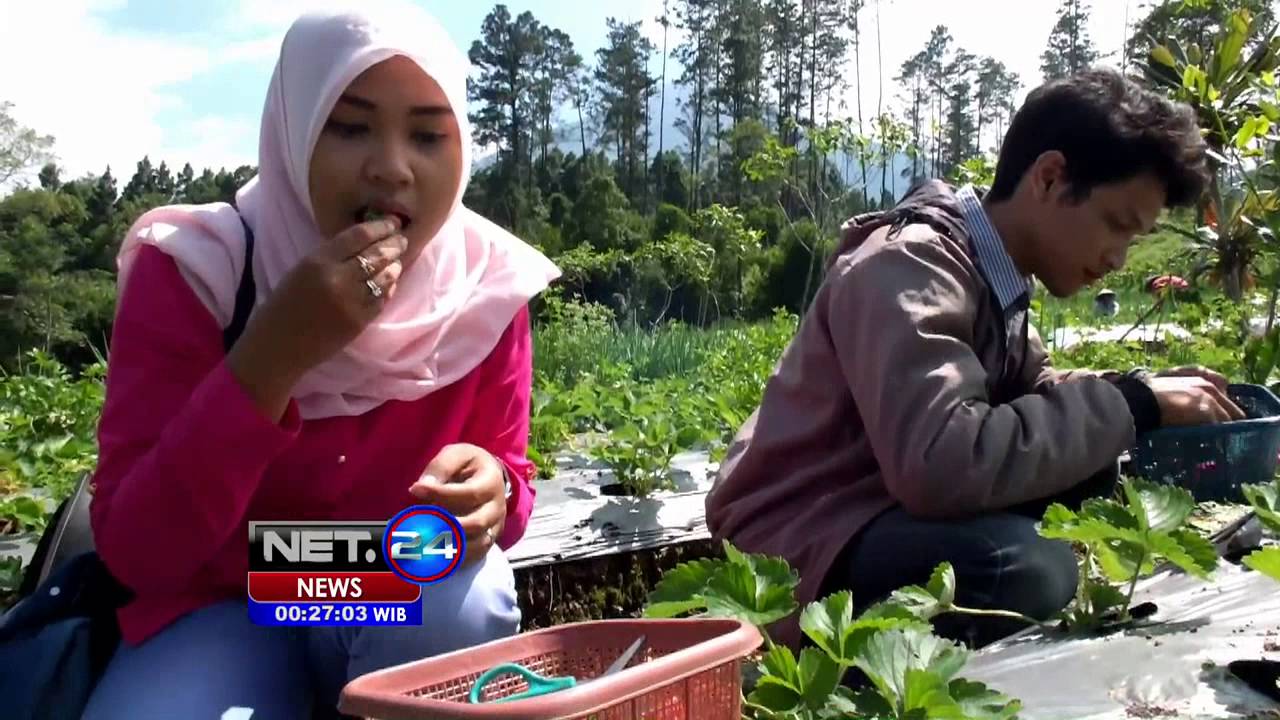 Objek Wisata Petik Buah Strawberry Di Ketep Pass Pakis
