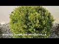 Myrtus communis microphylla garden center online pgardens
