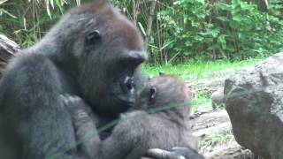 SO MANY BABY GORILLAS! | The Bronx Zoo | July 14th, 2016