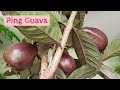 Guava Hybrid Plant (air layering and graft ) Pink guava