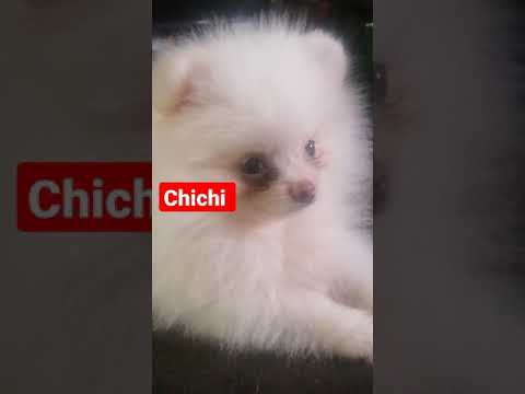 Hi I'm chichi