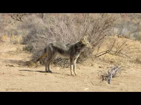 coyote sounds pack