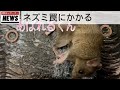 ニュースです【ネズミワナにかかる】