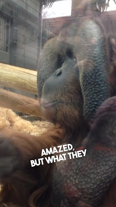 This orangutan was amazed by a pregnant woman ❤️