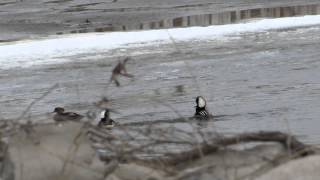Hooded Mergansers courtship display
