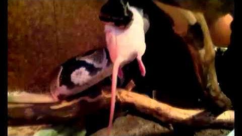 Python eating mouse in reverse