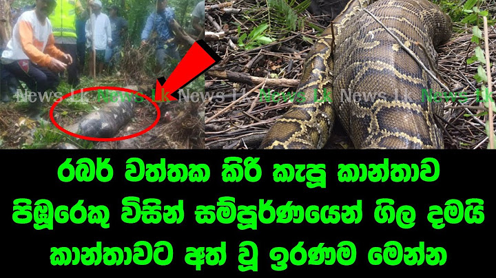 රබර් වත්තක කිරි කැපූ කාන්තාව පිඹූරෙකු විසින් සම්පූර්ණයෙන් ගිල දමයි කාන්තාවට අත් වූ ඉරණම මෙන්න