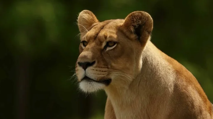 Africa The Untamed Heart of the Wild  4K Cinematic Wildlife Documentary