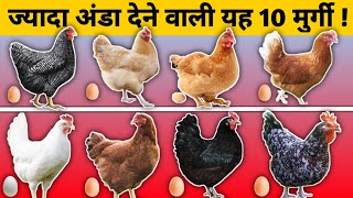 10 Most Egg Laying Chicken Breeds👌|| 10 सबसे ज्यादा अंडा देने वाली मुर्गी की नस्लें || Layer poultry