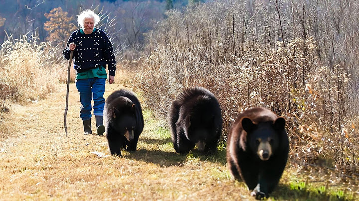 A grandfather raises three orphaned bears—but as they grow, an unexpected twist changes everything.