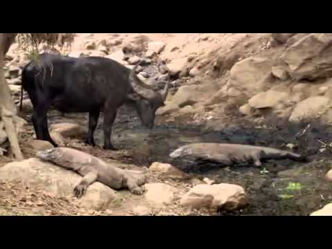 Video Rồng Komodo săn trâu mộng trưởng thành - youtube