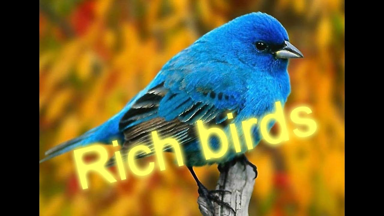 Birds org