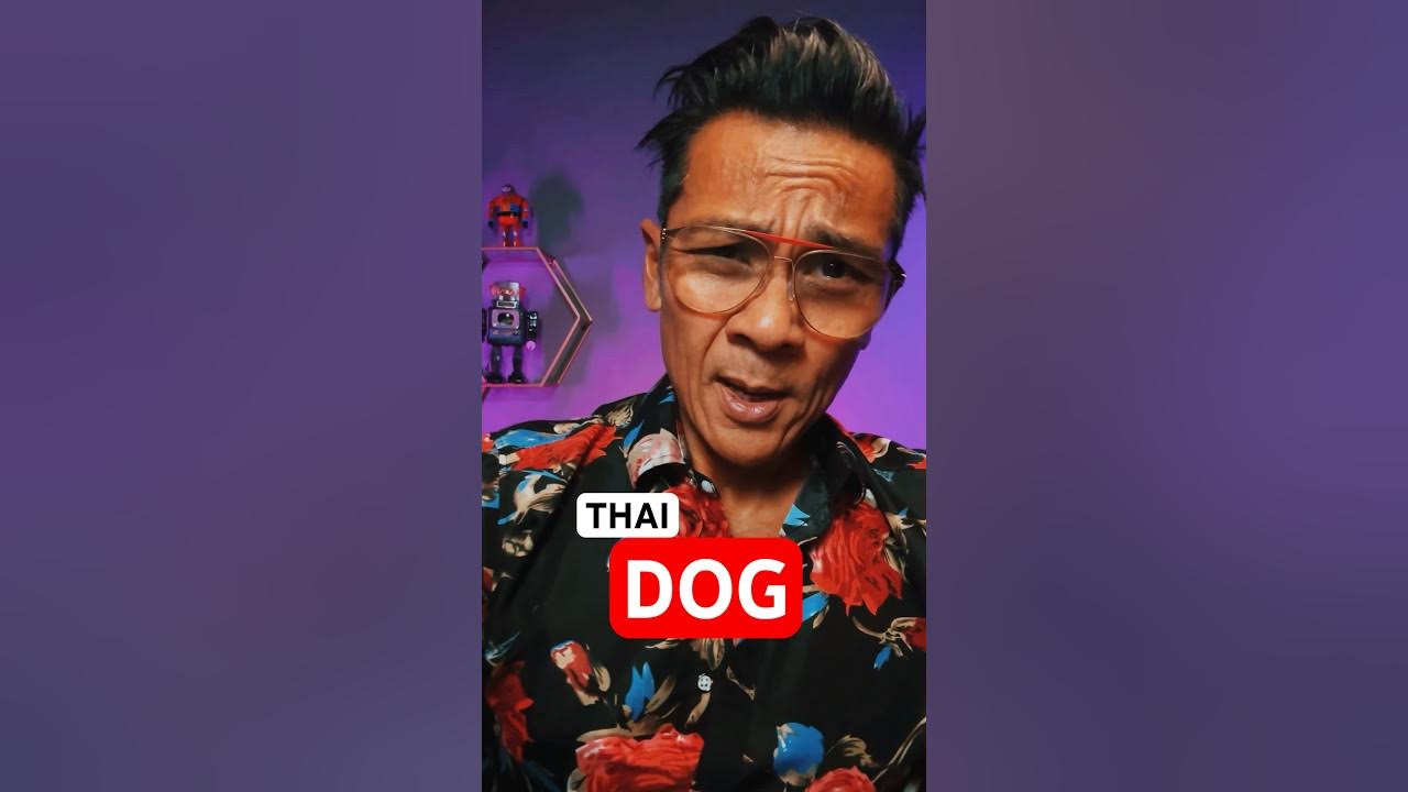 basic-thai-lesson-how-to-say-dog-for-beginners-travelers-shorts