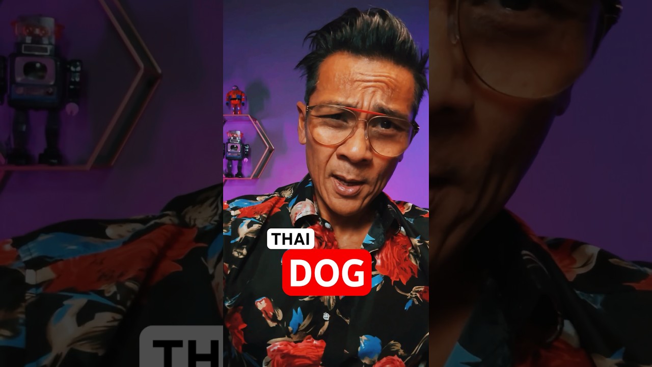 BASIC THAI LESSON How To Say DOG For Beginners Travelers shorts BASIC THAI LESSON How To Say DOG For Beginners Travelers shorts