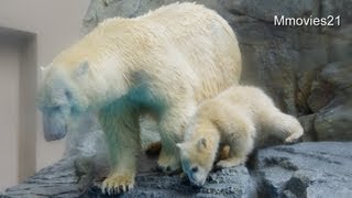 札幌から男鹿水族館GAOへGO!