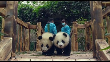 Pandas (2018) | OFFICIAL TEASER