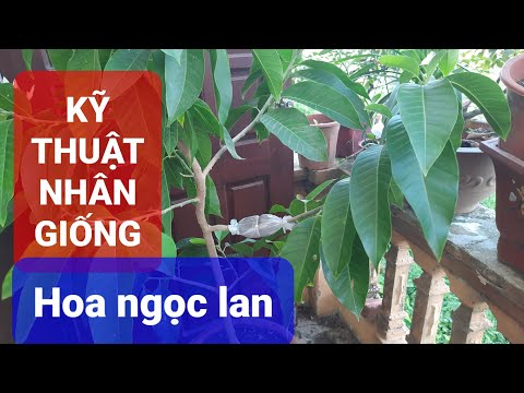 Video: Phương pháp sinh sảnMayhaw: Mẹo Nhân giống Cây Mayhaw