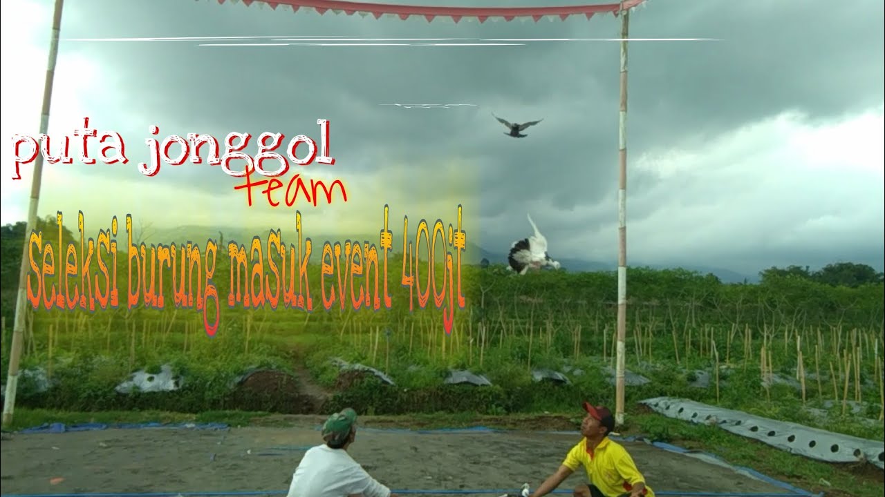 Strategi Memilih Event Sesuai Level Burung: Tips dan Trik Jitu Strategi Memilih Event Sesuai Level Burung: Tips dan Trik Jitu