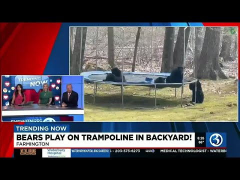 TRENDING NOW: Bears on a trampoline