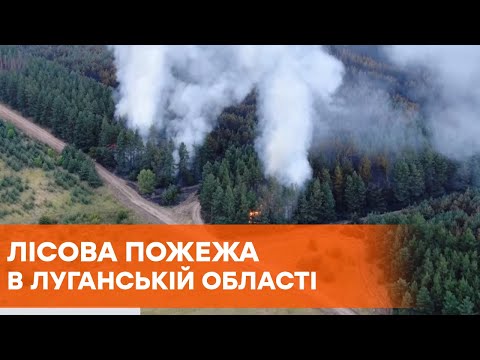 Привлекли авиацию. В Луганской области пытаются погасить масштабный лесной пожар