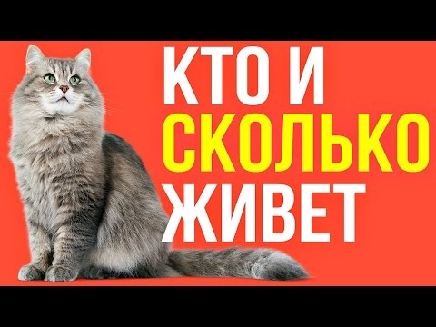 СКОЛЬКО ЖИВУТ: КОШКИ, СОБАКИ И ДРУГИЕ ЖИВОТНЫЕ