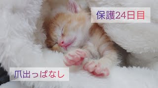 【一人暮らし猫を保護】24日目夜　子猫の手　まっすぐ指　一丁前に毛づくろい【体重340グラム】
