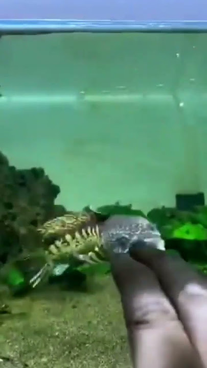Channa Auranti // story wa ikan channa // shorts video channa fish