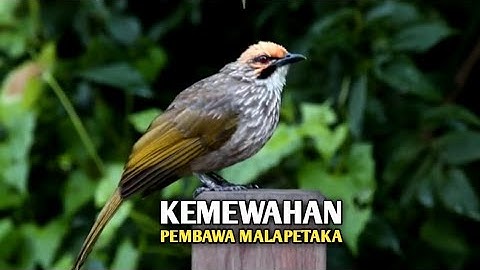 Cucakrawa || Burung yang hilang dari hutan karena terlalu mewah