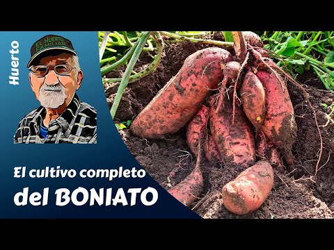 Vídeo: Cultivar moniatos - Com cultivar moniatos