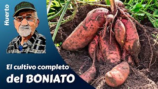 BONIATO: EL CULTIVO COMPLETO DEL BONIATO