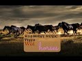 Wild horse music  wild horses