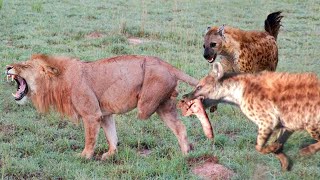 Scary Hyenas Revenge! Lion Was Torn To Pieces By Angry Hyenas After His Baby Killed - Hyenas Vs Lion