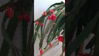 Шикарное цветение Эпифиллума.