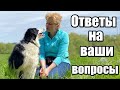 Как научить команде &quot;сидеть&quot;,  если щенок за рукой с лакомством идет назад. Отвечаю на ваши вопросы