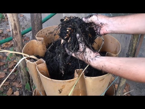 beekeeping gloves Safely Treat Human Urine, Get Clean Water and Grow Food, All in one Step! Hydroponic Nutrients!