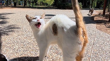 Every Time This Cat Meows, All the Others Come Running!