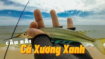 Câu Biển Bạt Bãi Dính Toàn Cá Xương Xanh & Đục  | Bãi Đá Ông Địa | Phan Thiết