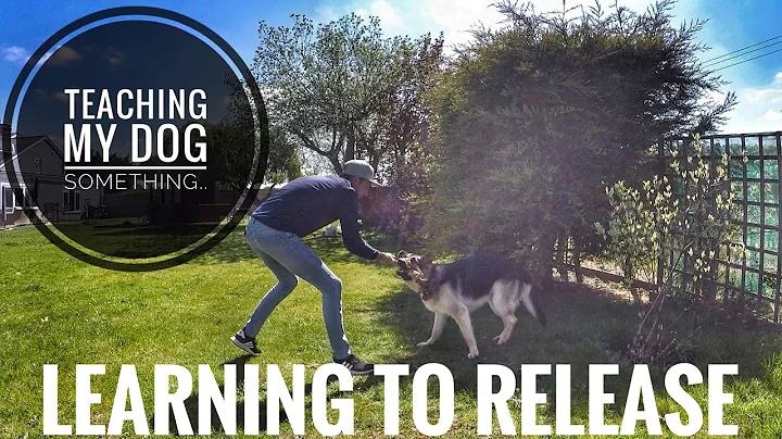 TEACHING MY DOG SOMETHING - Video 1: Learning to r...